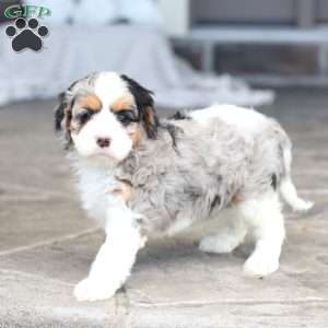 Chloe, Cavapoo Puppy